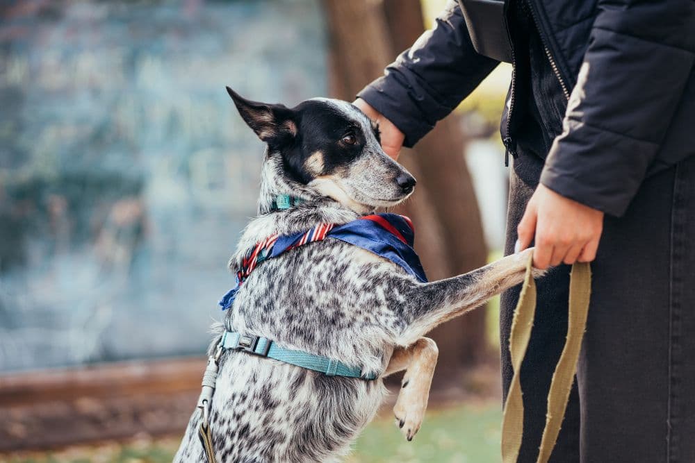 Devenir maître chien auto entrepreneur 