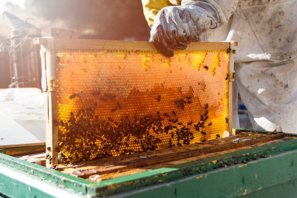 Devenir apiculteur auto entrepreneur