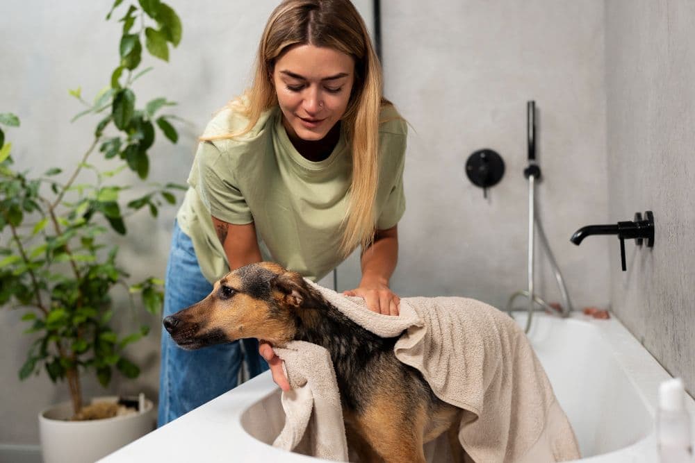 Devenir toiletteur animalier auto entrepreneur